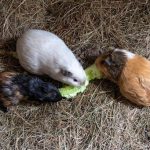 How Long Will Your Guinea Pig Live?